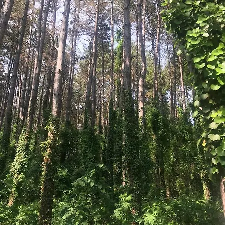 Sirena Parc de vacanță *