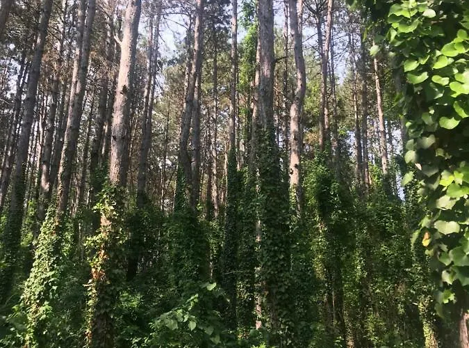 Sirena Ваканционно селище *